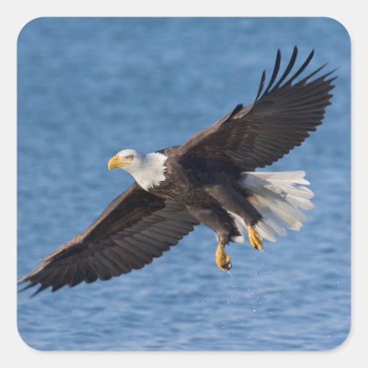 Sticker Carré Bald eagle in flight (Devant)