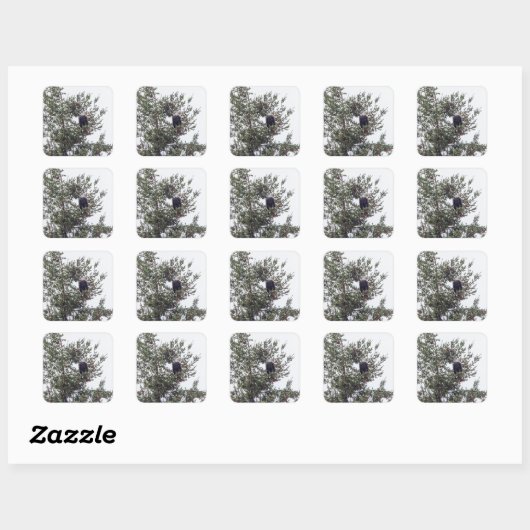 Sticker Carré Bald Eagle P2825 (Feuille)