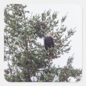 Sticker Carré Bald Eagle P2825 (Devant)