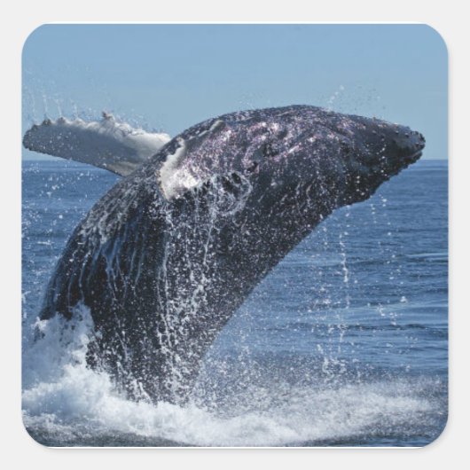 Sticker Carré Baleine (Devant)