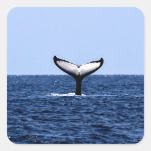 Sticker Carré Baleine à bosse en océan