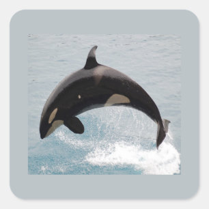 Sticker Carré Baleine d'orque de Washington