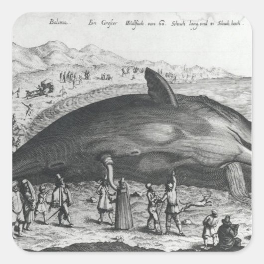 Sticker Carré Baleine morte (Devant)