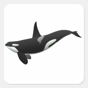 Sticker Carré Baleine noire et blanche tueuse à Orca
