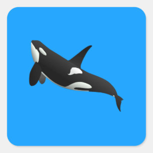 Sticker Carré Baleine tueuse, Orcinus Orca