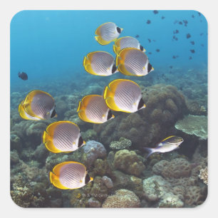 Sticker Carré Bali, Indonésie