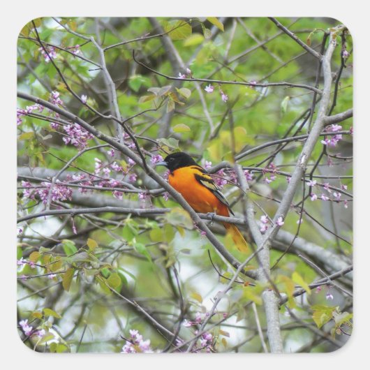 Sticker Carré Baltimore Oriole (Devant)