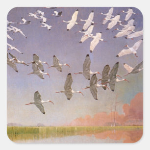 Sticker Carré Banc d'ibis volant au-dessus des zones humides, oi