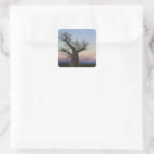 Sticker Carré Baobab, Berenty, Toliara, Madagascar (Sac)