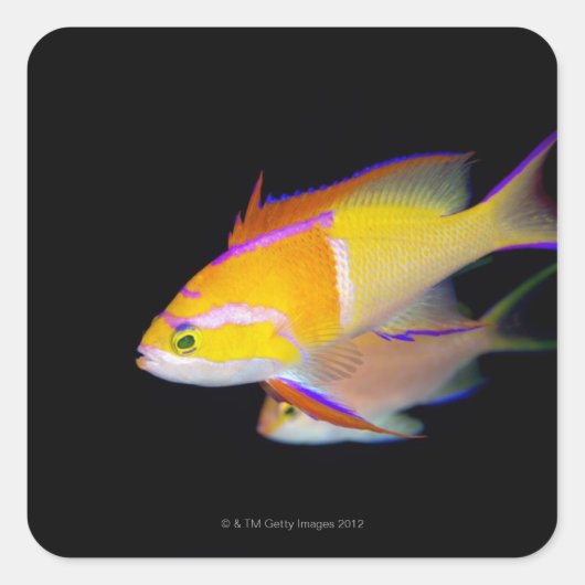 Sticker Carré Bar blanc Anthias (Devant)