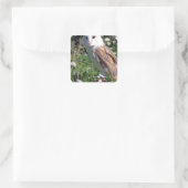 Sticker Carré Barn Owl (Sac)