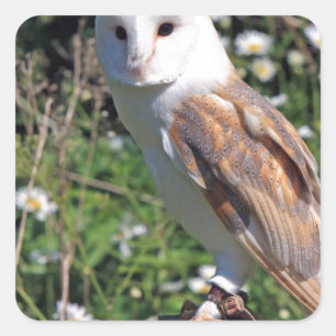 Sticker Carré Barn Owl