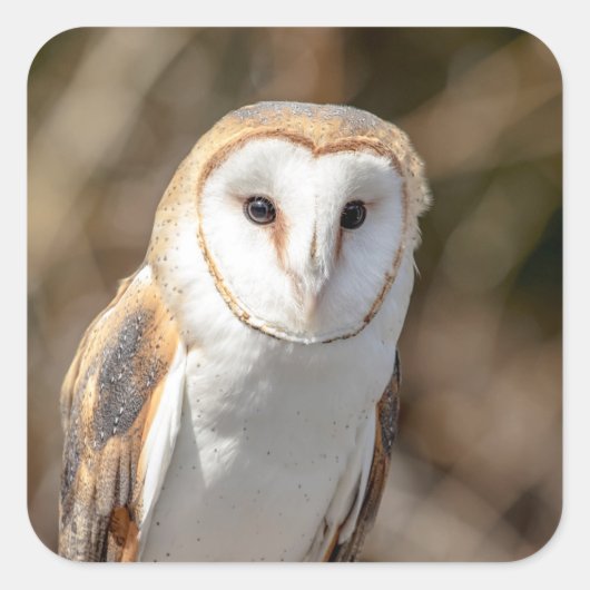 Sticker Carré Barn Owl (Devant)