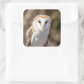 Sticker Carré Barn Owl (Sac)