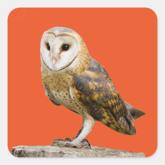 Sticker Carré Barn Owl (Devant)