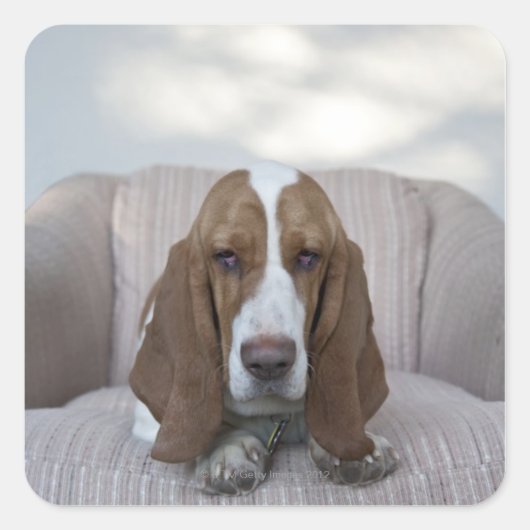 Sticker Carré Basset Hound (Devant)