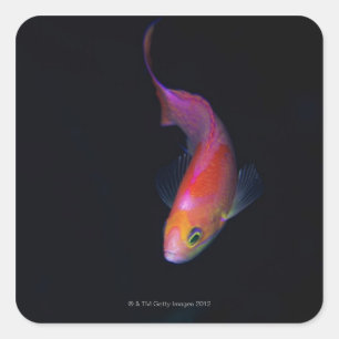 Sticker Carré Bassin marin Sharpfin 2
