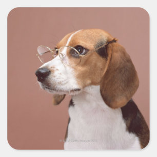 Sticker Carré Beagle
