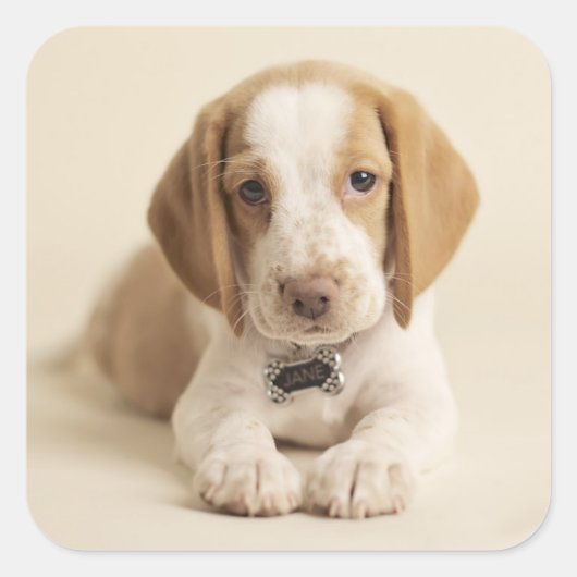 Sticker Carré Beagle Puppy (Devant)