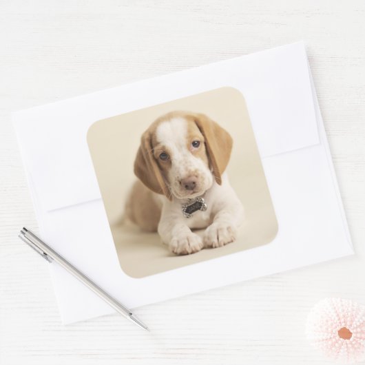 Sticker Carré Beagle Puppy (Enveloppe)