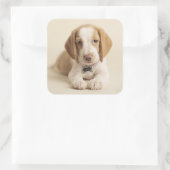 Sticker Carré Beagle Puppy (Sac)