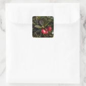 Sticker Carré Bearberry, Arctostaphylus uva-ursi (Sac)