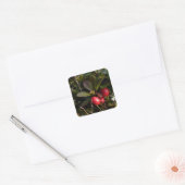 Sticker Carré Bearberry, Arctostaphylus uva-ursi (Enveloppe)