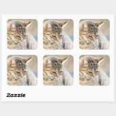 Sticker Carré Beau chat (Feuille)