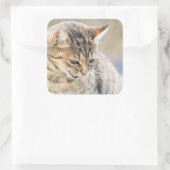 Sticker Carré Beau chat (Sac)