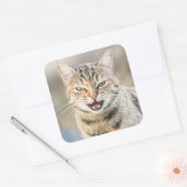 Sticker Carré Beau chat (Enveloppe)