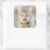 Sticker Carré Beau chat (Sac)