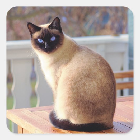 Sticker Carré Beau chat siamois avec yeux bleus (Devant)