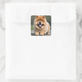 Sticker Carré Beau Chow Chow Chow (Sac)