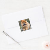 Sticker Carré Beau Chow Chow Chow (Enveloppe)