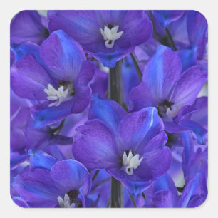 Sticker Carré Beau delphinium bleu