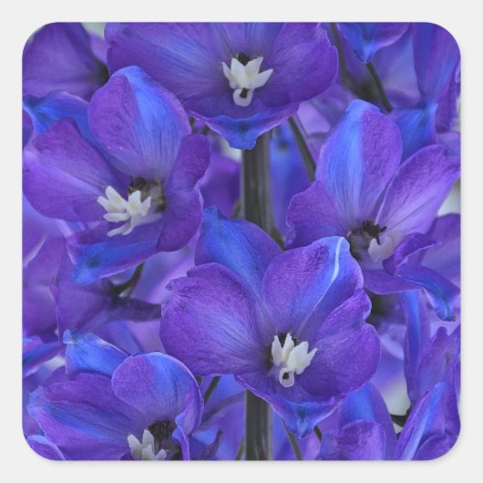 Sticker Carré Beau delphinium bleu (Devant)