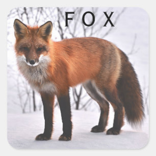 Sticker Carré Beau Fox rouge dans la neige