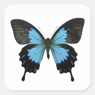 Sticker Carré Beau Papillon noir bleu