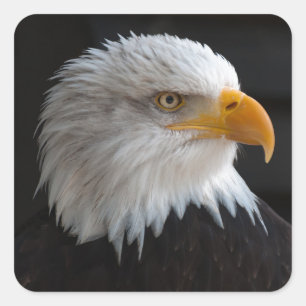 Sticker Carré Beau portrait d'aigle chauve