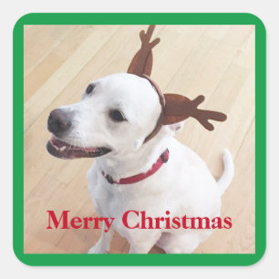 Sticker Carré Beau renne blanc Chien de Noël Vert