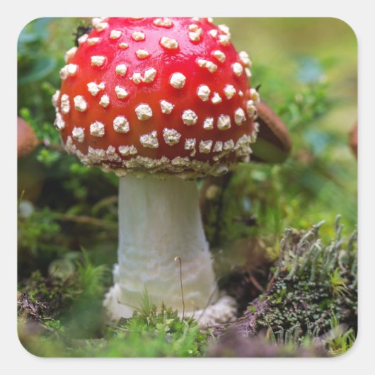 Sticker Carré Beauté d'automne (Devant)