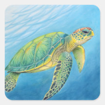 Beauté de la tortue