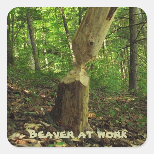 Sticker Carré Beaver au travail (Devant)