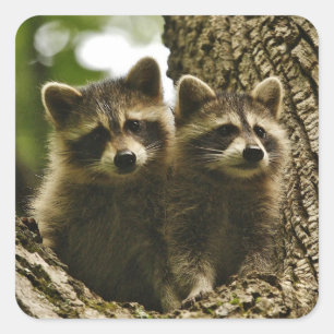 Sticker Carré Bébé adorable Raccoons photo