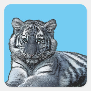 Sticker Carré bébé blanc tigre petit jungle safari animal art