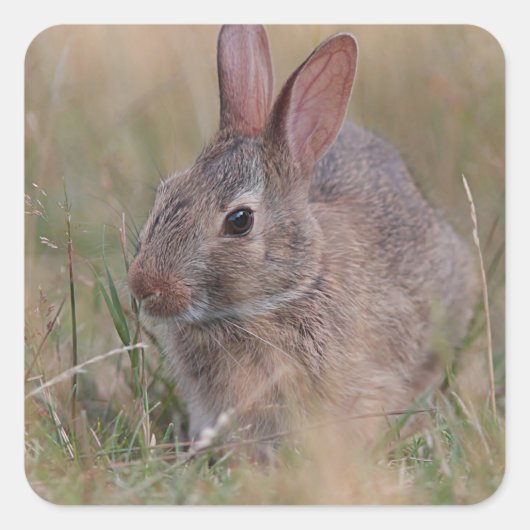 Sticker Carré Bébé lapin dans l'herbe (Devant)