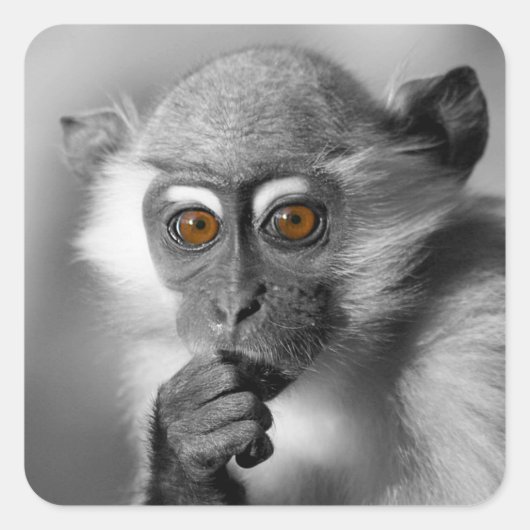 Sticker Carré Bébé Mangabey Singe (Devant)