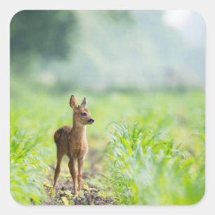 Sticker Carré Bébé mignon cerf Fawn dans l'herbe Nature Photogra