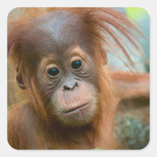 Sticker Carré Bébé mignon Orangutan vue droit devant