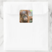 Sticker Carré Bébé mignon Orangutan vue droit devant (Sac)